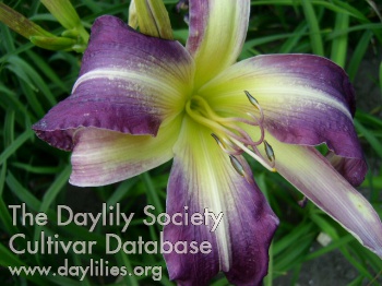 Daylily Boitzer Lilac Diva